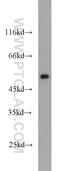 Fas Associated Factor Family Member 2 antibody, 16251-1-AP, Proteintech Group, Western Blot image 