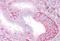 Tripartite Motif Containing 39 antibody, orb18495, Biorbyt, Immunohistochemistry paraffin image 