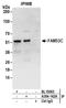 Family With Sequence Similarity 53 Member C antibody, A304-142A, Bethyl Labs, Immunoprecipitation image 