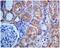 Protein Kinase C Substrate 80K-H antibody, ab134071, Abcam, Immunohistochemistry paraffin image 