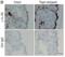 Interleukin 23 Subunit Alpha antibody, 3795, ProSci, Immunohistochemistry paraffin image 