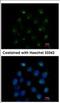 GTP-binding protein SAR1a antibody, NBP2-20261, Novus Biologicals, Immunocytochemistry image 