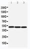 Arrestin Beta 1 antibody, LS-C313263, Lifespan Biosciences, Western Blot image 