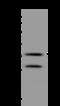 Protein Phosphatase 4 Catalytic Subunit antibody, 200884-T44, Sino Biological, Western Blot image 