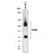 Sushi Domain Containing 2 antibody, MAB90564, Novus Biologicals, Western Blot image 