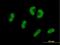 Ubiquitin Specific Peptidase 53 antibody, H00054532-B01P, Novus Biologicals, Immunofluorescence image 