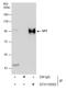 Sp1 Transcription Factor antibody, GTX110593, GeneTex, Immunoprecipitation image 