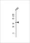 Wnt Family Member 8B antibody, 57-372, ProSci, Western Blot image 