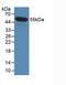 IL-35 antibody, LS-C693362, Lifespan Biosciences, Western Blot image 