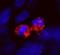 Centromere Protein F antibody, IHC-00315, Bethyl Labs, Immunofluorescence image 