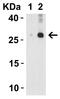 Interleukin 32 antibody, A03286-2, Boster Biological Technology, Western Blot image 