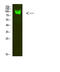 Catenin Beta 1 antibody, STJ99333, St John