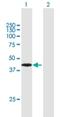 Armadillo Repeat Containing 8 antibody, H00025852-B01P, Novus Biologicals, Western Blot image 