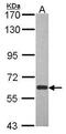 Aryl Hydrocarbon Receptor Nuclear Translocator Like antibody, PA5-34830, Invitrogen Antibodies, Western Blot image 