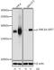Structural Maintenance Of Chromosomes 1A antibody, AP0090, ABclonal Technology, Western Blot image 