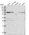 Zinc Finger Protein 786 antibody, PA5-65792, Invitrogen Antibodies, Western Blot image 