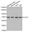 Leucine Zipper Tumor Suppressor 1 antibody, abx002416, Abbexa, Western Blot image 