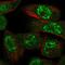 Protein Kinase AMP-Activated Catalytic Subunit Alpha 1 antibody, HPA035409, Atlas Antibodies, Immunofluorescence image 