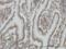 SP110 Nuclear Body Protein antibody, H00003431-M01, Novus Biologicals, Immunohistochemistry frozen image 