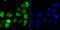 Heterogeneous Nuclear Ribonucleoprotein U antibody, A03691-2, Boster Biological Technology, Immunocytochemistry image 