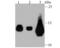 Interferon Induced Transmembrane Protein 3 antibody, NBP2-75533, Novus Biologicals, Western Blot image 