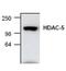 Histone Deacetylase 5 antibody, PA1-26366, Invitrogen Antibodies, Western Blot image 