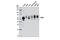 CD46 Molecule antibody, 13241S, Cell Signaling Technology, Western Blot image 