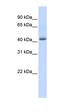 GA Binding Protein Transcription Factor Subunit Beta 1 antibody, orb329594, Biorbyt, Western Blot image 