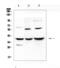 Insulin Like Growth Factor Binding Protein 2 antibody, A01373-2, Boster Biological Technology, Western Blot image 