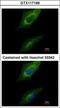 Protein Kinase Domain Containing, Cytoplasmic antibody, GTX117199, GeneTex, Immunocytochemistry image 
