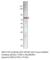 Spleen Associated Tyrosine Kinase antibody, SYK-101AP, FabGennix, Western Blot image 