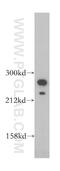 KIAA1027 antibody, 14168-1-AP, Proteintech Group, Western Blot image 