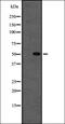Tubulin Beta 1 Class VI antibody, orb336500, Biorbyt, Western Blot image 