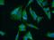 Uveal Autoantigen With Coiled-Coil Domains And Ankyrin Repeats antibody, 25654-1-AP, Proteintech Group, Immunofluorescence image 