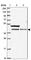 RAD51 Associated Protein 1 antibody, HPA051499, Atlas Antibodies, Western Blot image 