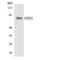 Frizzled Class Receptor 1 antibody, LS-B14666, Lifespan Biosciences, Western Blot image 