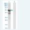 Repulsive Guidance Molecule BMP Co-Receptor A antibody, H00056963-M01-100ug, Novus Biologicals, Western Blot image 