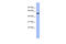 CUGBP Elav-Like Family Member 4 antibody, ARP40940_P050, Aviva Systems Biology, Western Blot image 