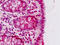 AT-Rich Interaction Domain 3B antibody, MBS248552, MyBioSource, Immunohistochemistry frozen image 