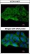 Mitogen-Activated Protein Kinase Kinase Kinase 20 antibody, GTX111477, GeneTex, Immunofluorescence image 
