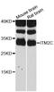 Integral Membrane Protein 2C antibody, STJ114549, St John