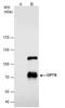 Optineurin antibody, PA5-28249, Invitrogen Antibodies, Immunoprecipitation image 