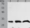 mPGES-2 antibody, TA324227, Origene, Western Blot image 