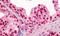 Emerin antibody, MBS248338, MyBioSource, Immunohistochemistry frozen image 