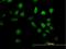 Rap1 GTPase-GDP dissociation stimulator 1 antibody, H00005910-B01P, Novus Biologicals, Immunocytochemistry image 