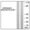 Potassium Voltage-Gated Channel Subfamily C Member 2 antibody, AP31609PU-N, Origene, Western Blot image 