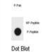 TSC Complex Subunit 1 antibody, abx032220, Abbexa, Dot Blot image 