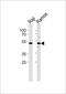 CD24 Molecule antibody, PA5-49555, Invitrogen Antibodies, Western Blot image 