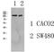 Collagen Type I Alpha 2 Chain antibody, STJ99633, St John