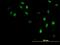 General Transcription Factor IIH Subunit 4 antibody, H00002968-B01P, Novus Biologicals, Immunofluorescence image 